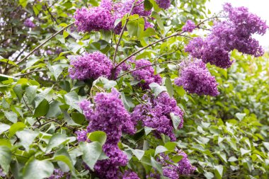 Bahçedeki çalılıklarda açan leylak çiçekleri.