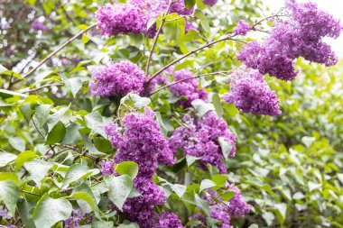 Bahar bahçesinde yağmurdan sonra mor leylak kümeleri