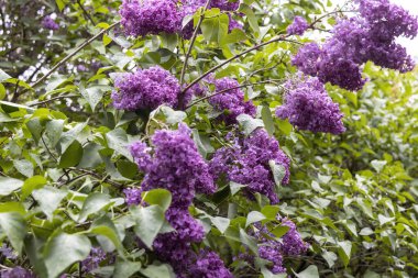 Bahar bahçesinde yağmur damlalarıyla birlikte mor leylak çiçekleri