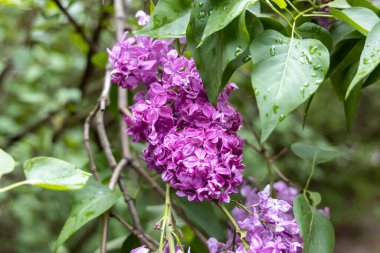 Bahar bahçesinde yağmur damlalarıyla mor leylak kümesi
