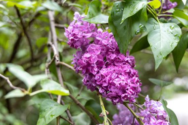 Bahar bahçesinde yağmurdan sonra mor leylak çiçeklerinin Macro yakın çekimi