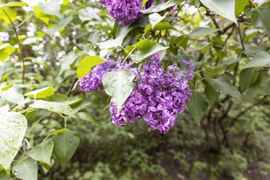 Bahar bahçesindeki dala düşen leylak çiçekleri yağmur damlalarıyla kaplıydı.