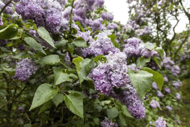 Bahar bahçesinde taze leylak çiçekleri ve yağmur damlaları