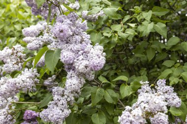 Bahçede yağmur damlaları olan yumuşak mor leylak çiçekleri