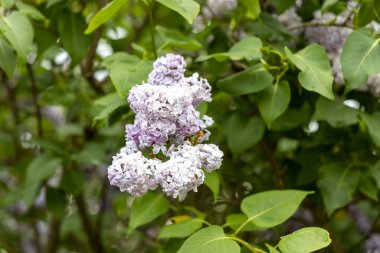 Bahar bahçesinde soluk lavanta çiçekleri.