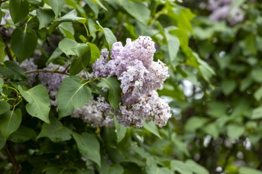 Bahar bahçesindeki leylak çiçeklerine yakın.