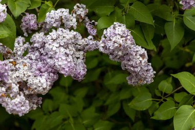 Bahar bahçesindeki çiçek açan leylak kümelerine yakın.