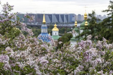 Kyiv manastırının altın kubbelerini çerçeveleyen leylak çiçekleri