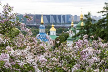 Şehir manastırının altın kubbelerini süsleyen leylak çiçekleri