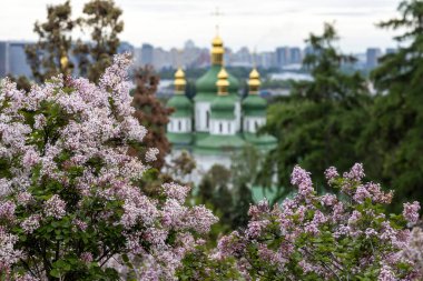 Yeşil çerçeveli leylak çiçekleri Ortodoks kilisesi Kyiv