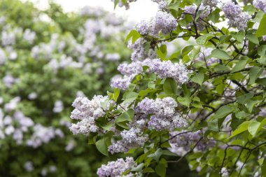 Bahar bahçesinde açan leylak dalları