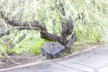 Park yolunun yanında bükülmüş söğüt gövdesi ve kaya var.
