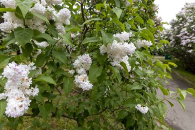 Bahar parkı yolu boyunca beyaz leylak çiçekleri açar.