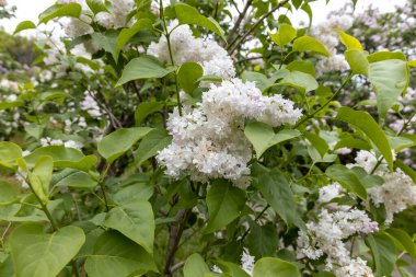 Bahar bahçesinde yeşil yapraklı beyaz leylak kümeleri