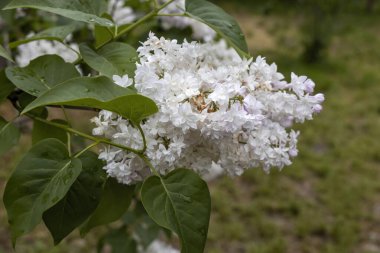 Bahar bahçesinde beyaz leylak çiçeklerinin yakın çekimi