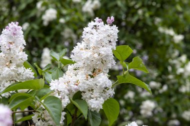 Bahar bahçesinde beyaz leylak çiçek açar. Kapatın.