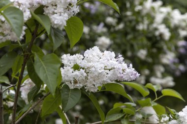 Bahar bahçesindeki beyaz leylak çiçeklerini kapat.