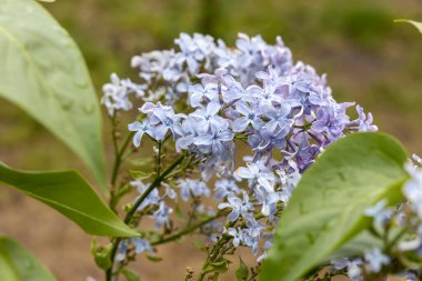 Bahar bahçesinde lavanta çiçeklerinin Macro manzarası