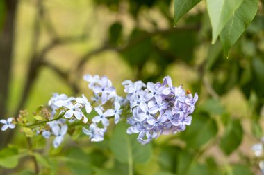 Leylak çiçeği kümesi yumuşak arkaplanla yakınlaşır