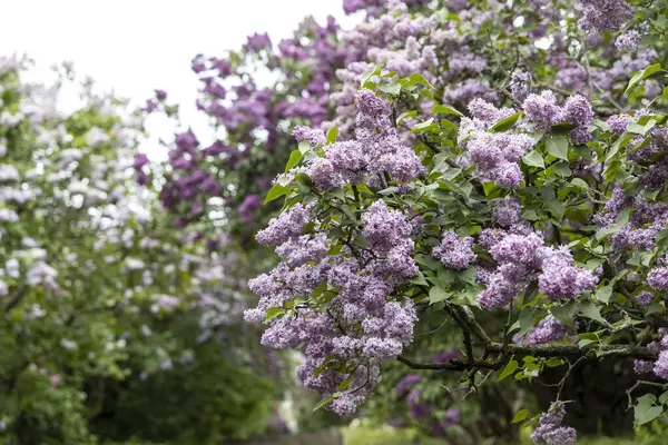 Bulutlu bir günde bahar bahçesinde çiçek açan leylak çalıları