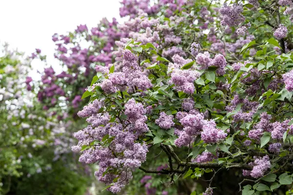 Bahar bahçesinde mor çiçeklerle açan leylak çalısı