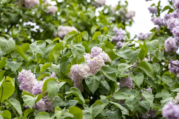 Bahar bahçesinde taze yağmur damlacıkları olan leylak çiçekleri