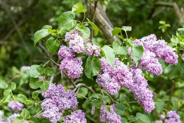 Baharda bahçedeki çalılıklarda mor leylak çiçekleri