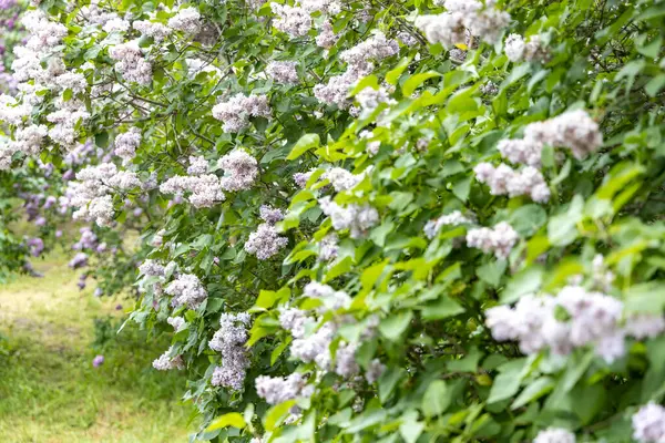 Bahar baharı bahçesinde çiçek açan leylak çalısı.