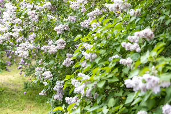 Bahar bahçesinde çiçek açan leylak çalıları