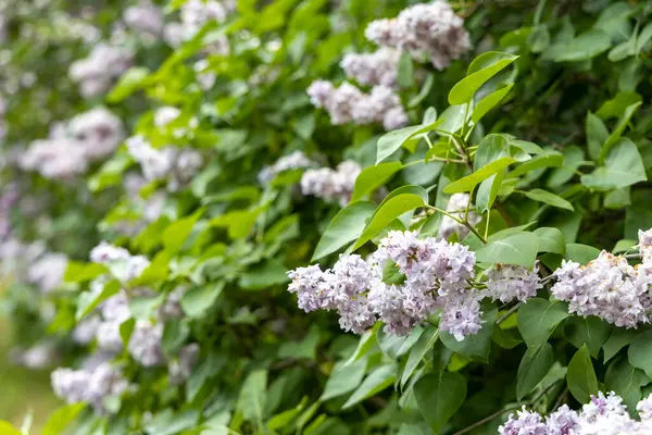 Bahar bahçesinde açan leylak çalılarının yakın çekimi