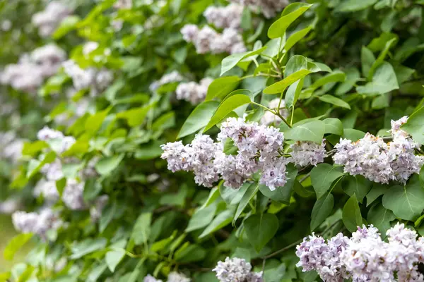 Yeşil bahar çalılığında soluk leylak çiçeklerinin yakın çekimi
