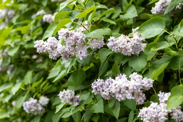 Bahar bahçesinde yeşil çalılıklarda açan leylak çiçekleri