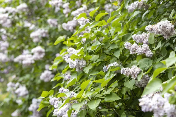 Bahar bahçesinde yemyeşil yapraklı çiçek açan leylak çalısı.
