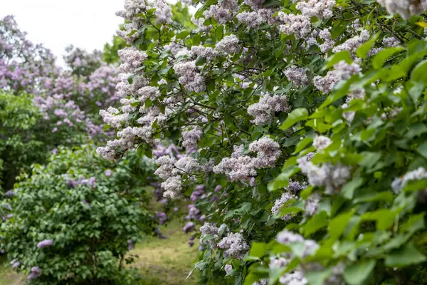 Bahar bahçesinde çiçek açan leylak çalıları