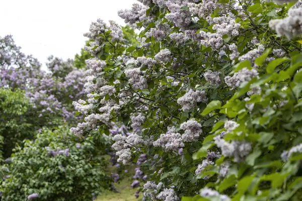 Çiçekli bahar bahçesinde çiçek açan leylak çalıları