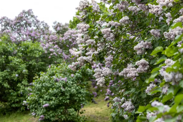 Çiçekli bahar bahçesinde çiçek açan leylak çalıları