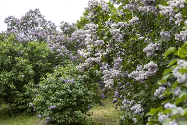 Çiçekli bahar bahçesinde açan leylak çalıları