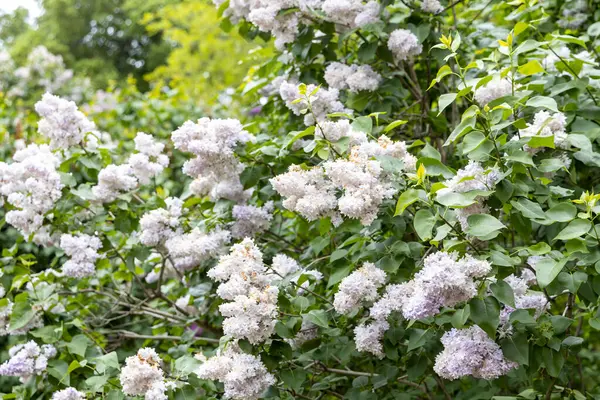 Bahar bahçesinde leylak çiçeklerinin açılışı.