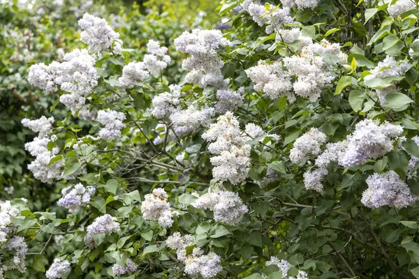 Çiçekli bahar bahçesinde çiçek açan leylak çalısı