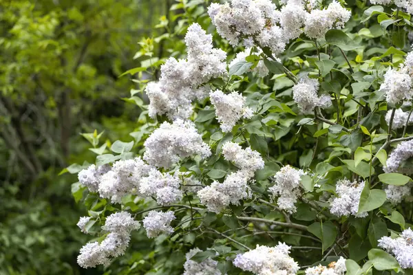 Bahar bahçesinde soluk lavanta çiçekleriyle çiçek açan leylak çalısı.