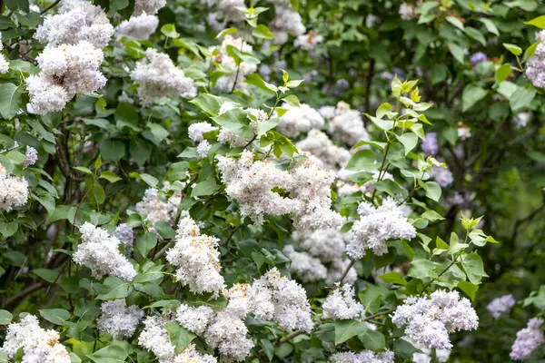 Bahar bahçesinde çiçek açan beyaz leylak çalısı.