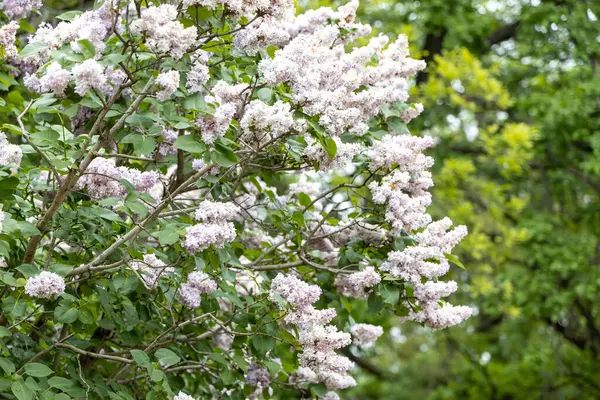 Bahar bahçesindeki yemyeşil çalılarda leylak çiçekleri.