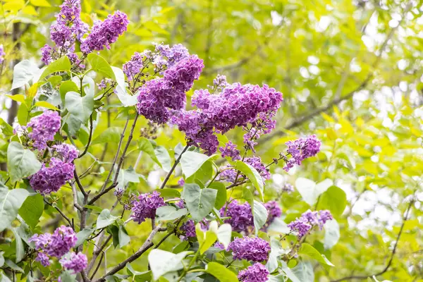 Güneşli bahar dalında mor leylak çiçekleri