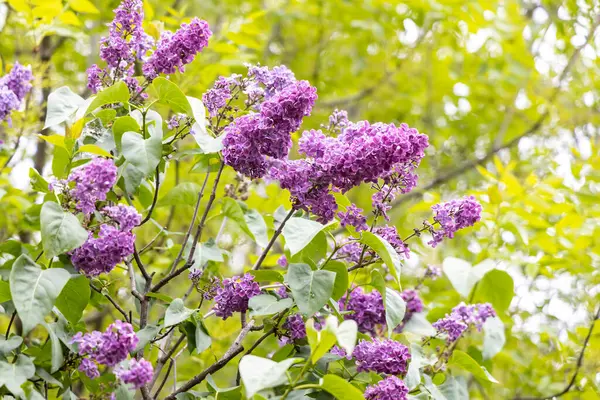 Mor leylak taze bahar fundalığında çiçek açar.