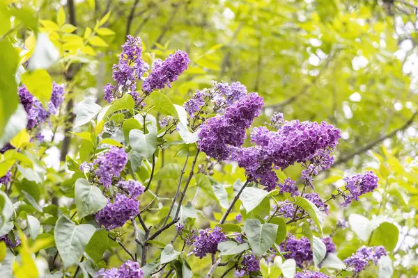 Bahar bahçesinde mor leylak çiçeklerinin yakın çekimi.