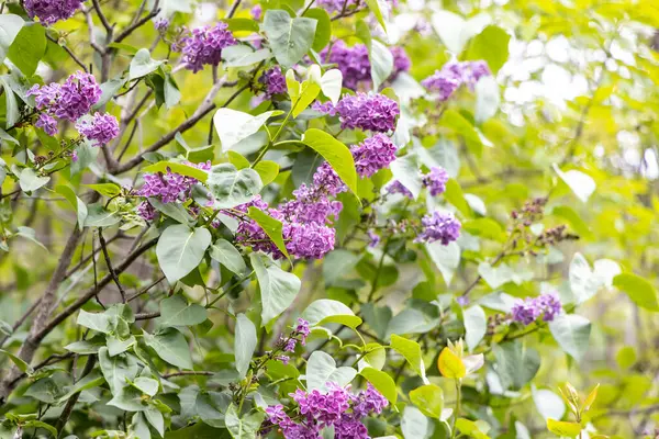 Bahar bahçesinde mor leylak çiçeklerine yakın