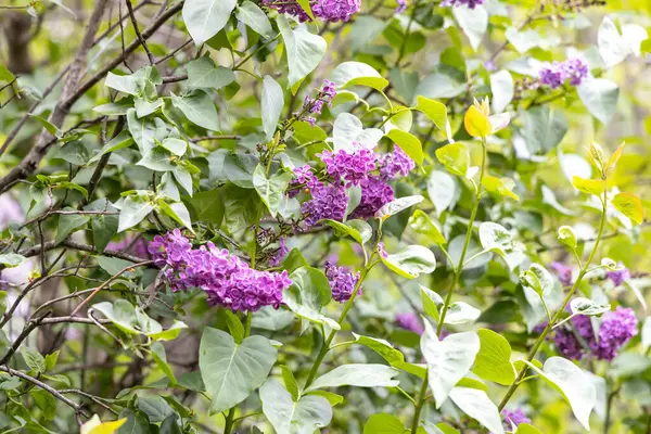 Bahar bahçesinde mor leylak çiçekleri. Yakın plan çalılar.