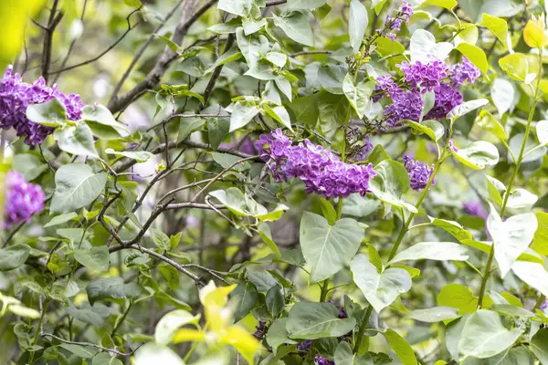 Bahar bahçesindeki yeşil çalılarda mor leylak çiçekleri