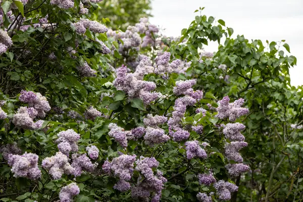 Çiçekli bahar bahçesinde açan mor leylak çalısı