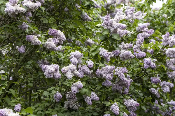 Bahar bahçesinde çiçek açan leylak çalısı